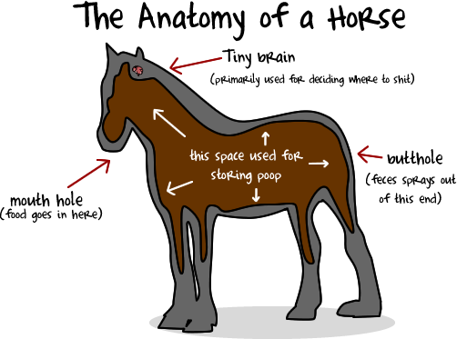 The anatomy of a horse